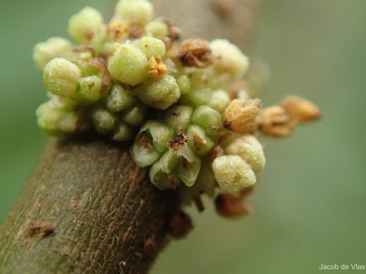 Boehmeria depauperata Wedd.